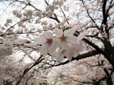 桜６
