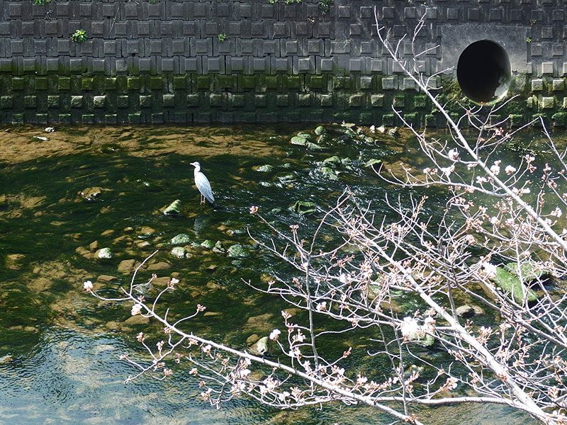 大岡川の生き物　鳥　桜まつり