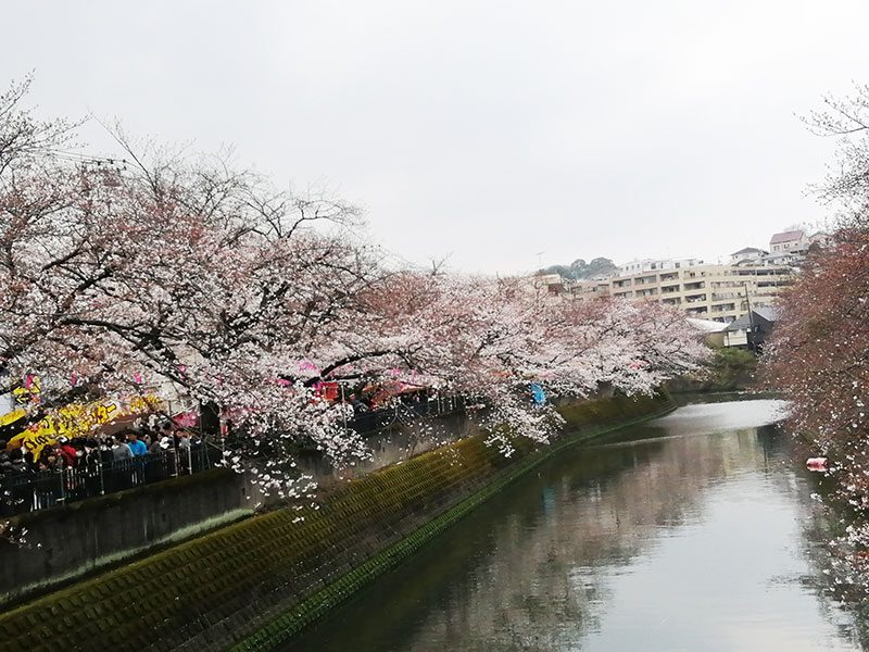 大岡川桜まつり　桜の開花状況