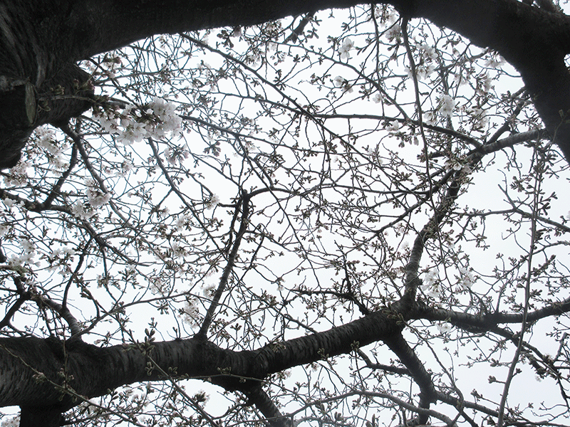 大岡川の桜の見所はいつ？