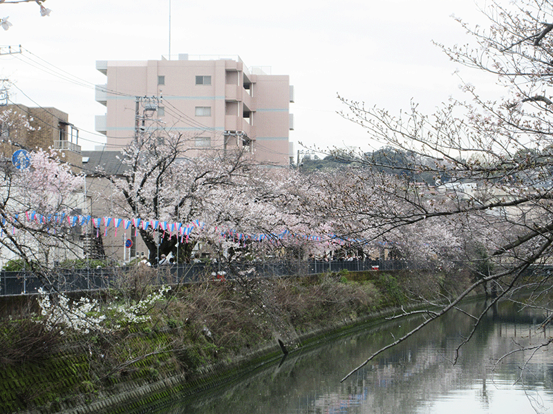 大岡川の桜　今週末はどう？