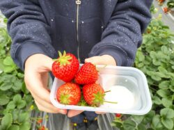 津久井観光農園　いちご狩り　美味しい？