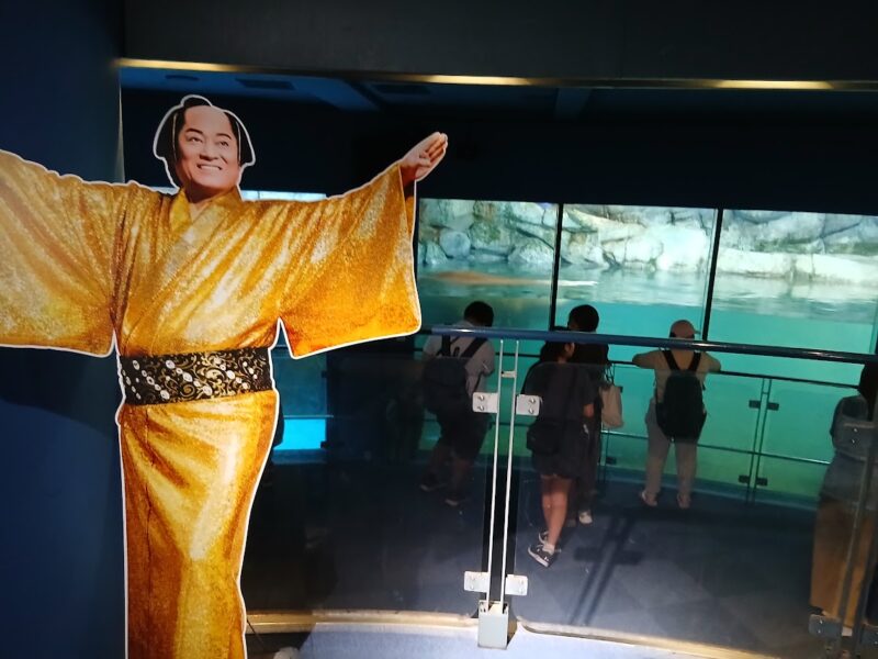 八景島　マツケンサンバ